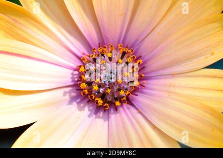 Fiore, primo piano di un membro della famiglia compositae. Petali gialli con centro multicolore. In un Wiltshire Garden.UK Foto Stock