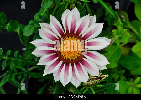 Fiore, primo piano di un membro della famiglia compositae.petali bianchi e viola con un centro giallo brillante.in un giardino Wiltshire.UK Foto Stock