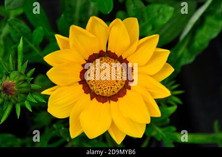 Fiore, primo piano di un membro della famiglia compositae. Petali gialli e marroni con un centro giallo. In un Wiltshire Garden.UK Foto Stock