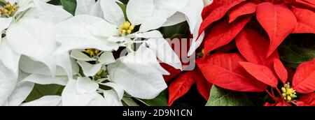Sfondo di poinsettias Rosso e Verde, Euphorbia pulcherrima.Christmas pianta o Poinsettia Rosso fiore in un tradizionale mercatino di Natale. Festivo Foto Stock