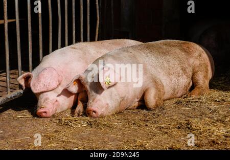 Willich, Renania Settentrionale-Vestfalia, Germania, Oekolandbau NRW, maiali biologici giacciono sulla paglia nel pigsty aperto sulla Stautenhof, un'azienda agricola biologica. Foto Stock