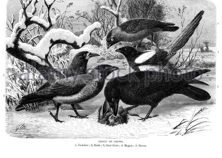 Jackdaw (Coloeus monidula), Rook (Corvus frugilegus), Grey Crow (Corvus tristis), Magpie (Pica pica), Raven (Corvus corax), illustrazione d'annata del 1894 Foto Stock