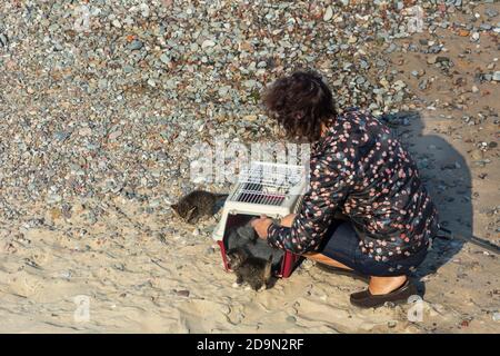 Donna cammina piccoli gattini in giornata di sole. Porta animali è sulla spiaggia, prima a piedi. Concetto di amore e cura per gli animali domestici. Foto Stock