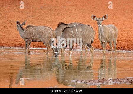 Antilopi del Kudu (Tragelaphus strepsiceros) che bevono in una buca d'acqua, Parco Nazionale di Mokala, Sudafrica Foto Stock