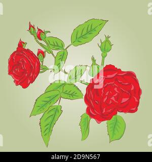 Fiori rose, boccioli rossi e foglie verdi. Isolato su sfondo bianco. Illustrazione vettoriale. Illustrazione Vettoriale
