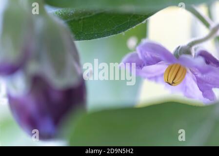Raccogliendo melanzane e cucinandole vegetariane: Alimentazione sana e sostenibile dal vostro giardino. Focus sulla fioritura delle melanzane; Eggplant fuori fuoco in primo piano. Foto Stock