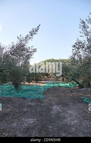 Oliveti preparati per la vendemmia, olive, giornate di sole, agricoltura tradizionale Foto Stock