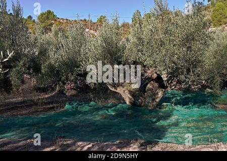 Oliveti preparati per la vendemmia, olive, giornate di sole, agricoltura tradizionale Foto Stock