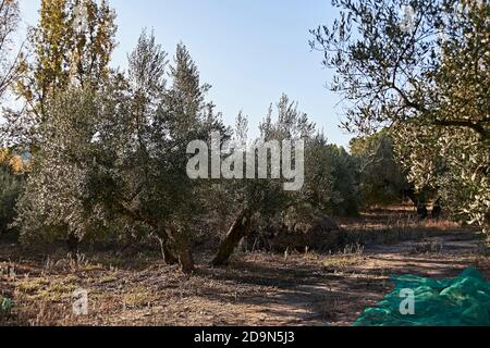 Oliveti preparati per la vendemmia, olive, giornate di sole, agricoltura tradizionale Foto Stock