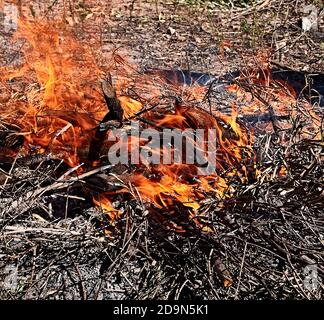 Falò nel cespuglio in una giornata di sole, fuoco, legno, all'aperto Foto Stock