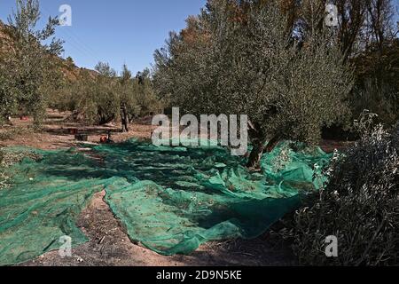 Oliveti preparati per la vendemmia, olive, giornate di sole, agricoltura tradizionale Foto Stock