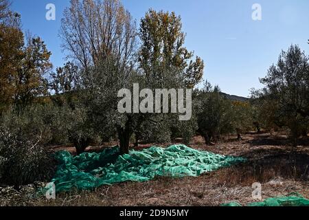 Oliveti preparati per la raccolta, olive, giornate di sole, agricoltura tradizionale, Foto Stock