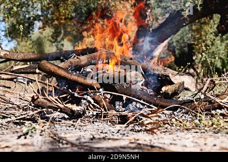 Falò nel cespuglio in una giornata di sole, fuoco, legno, all'aperto Foto Stock