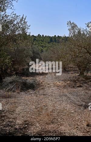 Oliveti preparati per la raccolta, olive, giornate di sole, agricoltura tradizionale, Foto Stock