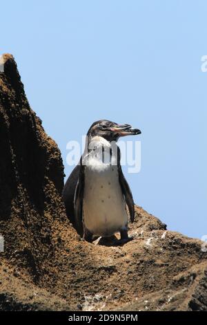 Pinguini Galapagos Foto Stock