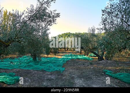 Oliveti preparati per la vendemmia, olive, giornate di sole, agricoltura tradizionale Foto Stock