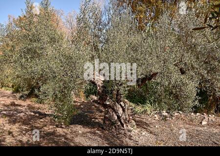 Oliveti preparati per la vendemmia, olive, giornate di sole, agricoltura tradizionale Foto Stock