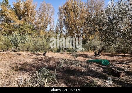 Oliveti preparati per la vendemmia, olive, giornate di sole, agricoltura tradizionale Foto Stock