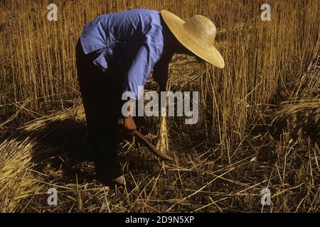 ANNI 80 LA DONNA CINESE SI È STOOPED SOPRA RACCOGLIENDO GRANO A MANO CON FALCE CON CAPPELLO DI PAGLIA HONAN CINA - 002891 LAN001 HARS PERSONE AGRICOLTURA TRADIZIONALE GRANO OBIETTIVI DI COLTIVAZIONE RACCOLTA MANUALE AD ANGOLO ELEVATO ORIENTAL FARMERS TRADIZIONE LAVORO ASIATICO AMERICANO DA OCCUPAZIONE OCCUPAZIONI CONCETTUALI STABILITO FALCETTO STOOP PROVINCIA DIPENDENTE ASIATICO-AMERICANO GRANI MID-ADULT DONNA MID-ADULT LAVORARE MANUALMENTE VECCHIO STILE Foto Stock