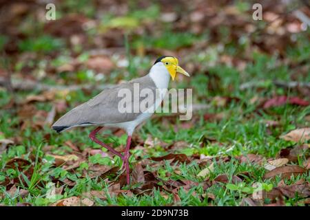 Mascherato Lapwing Vanellus Miles Cains, Queensland, Australia 31 ottobre 2019 Adulto Charadriidae Foto Stock