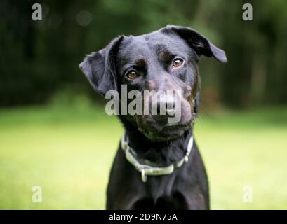 Un Labrador nero Retriever razza mista cane guardando il telecamera con inclinazione della testa Foto Stock