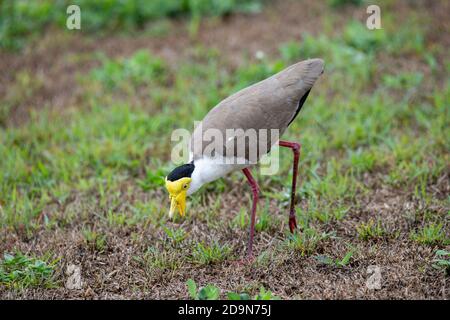 Mascherato Lapwing Vanellus Miles Cains, Queensland, Australia 31 ottobre 2019 Adulto Charadriidae Foto Stock