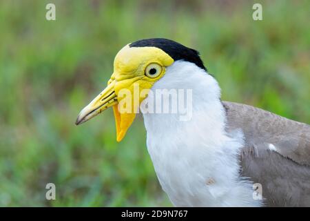 Mascherato Lapwing Vanellus Miles Cains, Queensland, Australia 31 ottobre 2019 Adulto Charadriidae Foto Stock