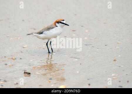 Red-capped Plover Charadrius ruficapillus Cains, Queensland, Australia 31 ottobre 2019 Maschio adulto Charadriidae Foto Stock