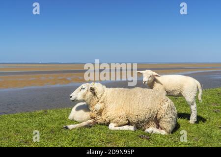 Pecora sulla diga in Utersum, isola di Foehr, Isole Frisone del Nord, Schleswig-Holstein, Germania del Nord, Germania, Europa Foto Stock