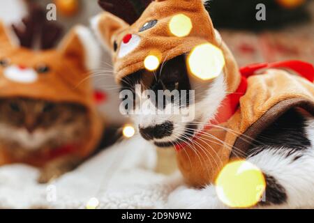 Carino ritratto di gatto arrabbiato in costume di renna seduto alle scatole di regalo nelle luci di natale. Due gatti vestiti in abiti festosi cervi, rilassandosi in camera. ADO Foto Stock