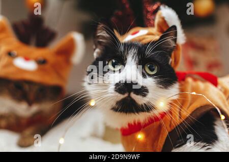 Carino ritratto di gatto in costume di renna seduto a eleganti scatole regalo in luci di natale. Due gatti vestiti in abiti festosi cervi, rilassandosi in camera. R Foto Stock