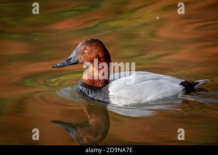 Primo piano di un anatra Canvasback che nuota sul lago Foto Stock