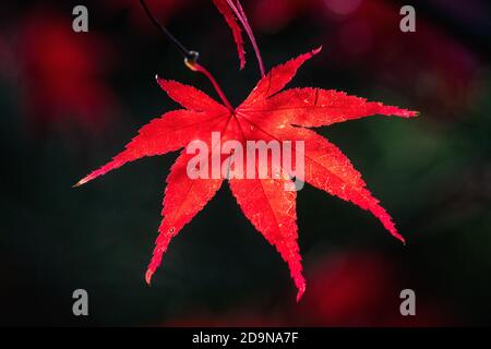 Primo piano di una singola foglia rossa Acer retroilluminata Colori autunnali o autunnali Foto Stock