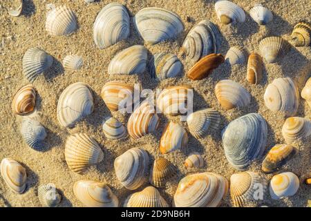 Cozze sulla spiaggia, Isola Norderney, Frisia Est, bassa Sassonia, Germania del Nord, Germania, Europa Foto Stock