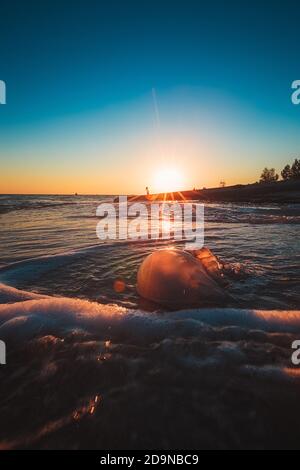 Una medusa morta sdraiata sulla spiaggia di sabbia e bagna con schiuma di mare. Vista ravvicinata dal lato inferiore. Paesaggio luminoso del tramonto Foto Stock