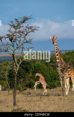 Africa, Kenya, Plateau di Laikipia, Distretto di frontiera settentrionale, Conservatorio di OL Pejeta. Giraffa reticolata con neonato. Foto Stock