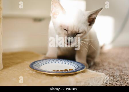 Un gattino siamese di 14 settimane di Lilac Point che mangia i kibbles da un piccolo piatto in un raggio di luce solare. Foto Stock