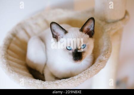 Un gattino siamese di 14 settimane che guarda in su un'amaca di gatto su un albero di gatto crema Foto Stock