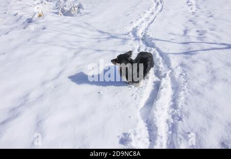 Piccolo cane nero passeggiate sul prato invernale in giornata di sole Foto Stock