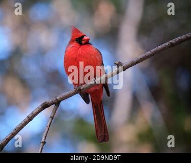 Maschio Nord cardinale frontale arroccato su un ramo contro sfocato sfondo della foresta Foto Stock