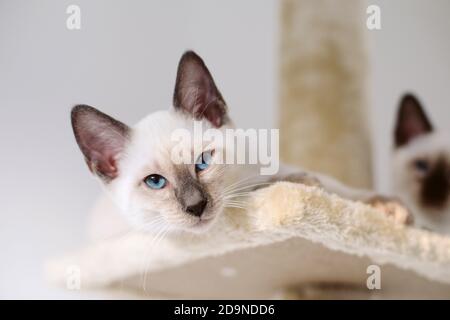 Un gattino siamese Lilac Point di 14 settimane che si affaccia sul bordo della piattaforma superiore di un albero di gatto Foto Stock