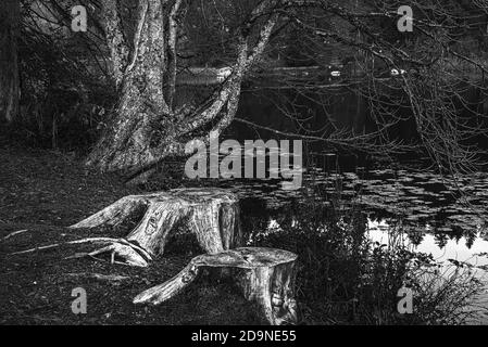 Scala di grigi di alberi vicino al fiume Foto Stock