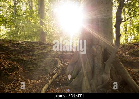 Il sole si sbircie da dietro un albero di faggio dentro la foresta Foto Stock
