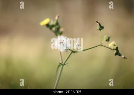 Primo piano fuoco selettivo di un dente di leone comune Foto Stock