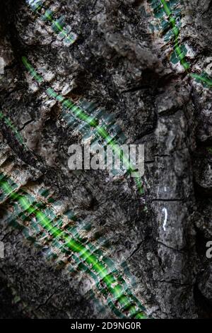 Foto ravvicinata di un'interessante corteccia verde di albero nella foresta pluviale tropicale del Costa Rica a Monteverde. Foto Stock