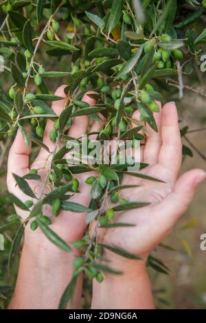 Mani che tengono rami di un olivo. Olive non mature sui rami Foto Stock