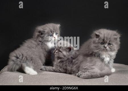 Tre gattini di ragamuffin grigio e bianco. Foto Stock