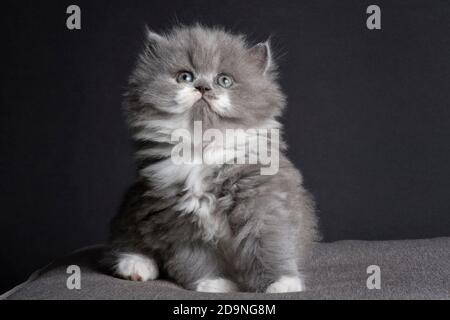 Carino gattino ragamuffin grigio e bianco di 5 settimane. Foto Stock