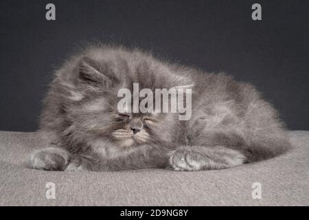 Dormire 5 settimane di età grigio fumo ragamuffin gattino aspetto triste. Foto Stock