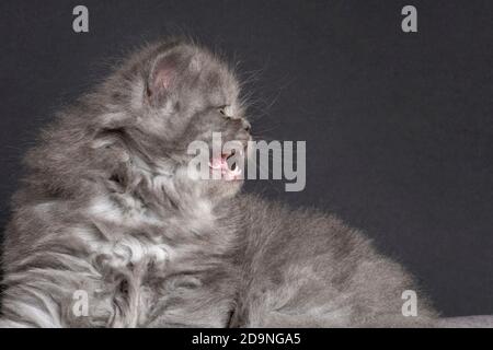 Ragamuffin gattino di 5 settimane di età che guarda lateralmente. Foto Stock